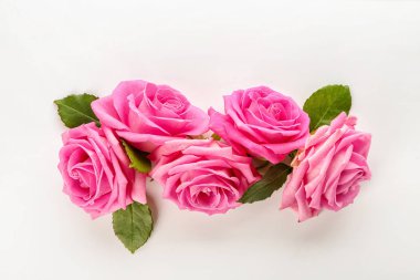 Beyaz arka planda güzel pembe güller