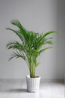 Dekoratif Areca palm gri duvarının yakınında