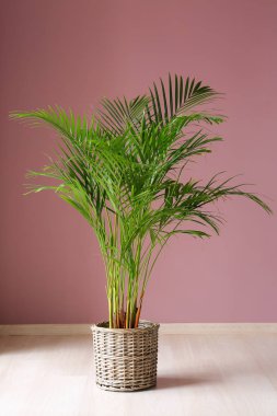 Decorative Areca palm near color wall clipart