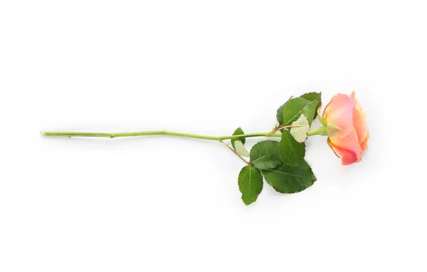 Piękna Róża Białym Tle — Zdjęcie stockowe