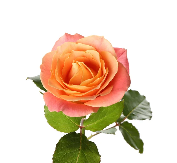 Beautiful Rose White Background — Stock Photo, Image