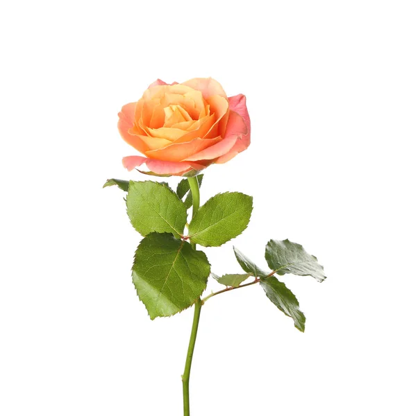 Hermosa Rosa Sobre Fondo Blanco —  Fotos de Stock