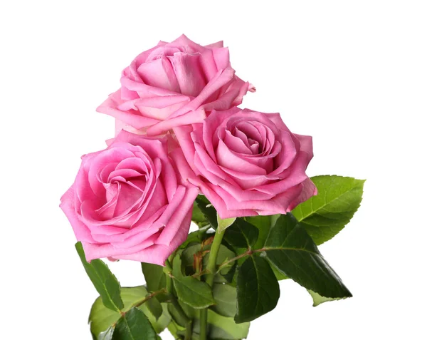 Beautiful Pink Roses White Background — Stock Photo, Image