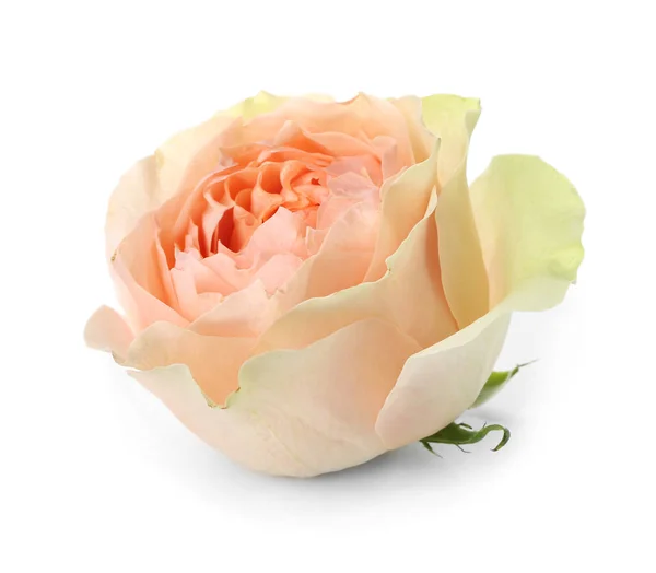 Beautiful Rose White Background — Stock Photo, Image