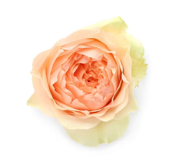 Beautiful Rose White Background — Stock Photo, Image