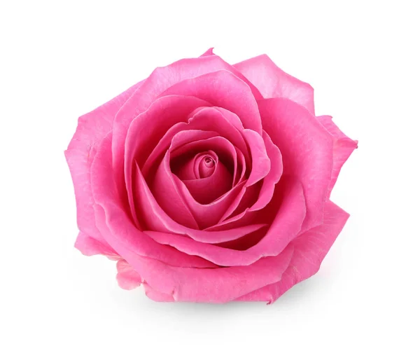 Beautiful Pink Rose White Background — Stock Photo, Image