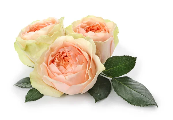 Beautiful Roses White Background — Stock Photo, Image