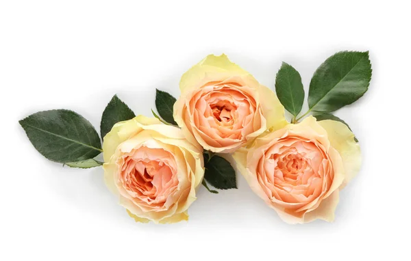 Beautiful Roses White Background — Stock Photo, Image