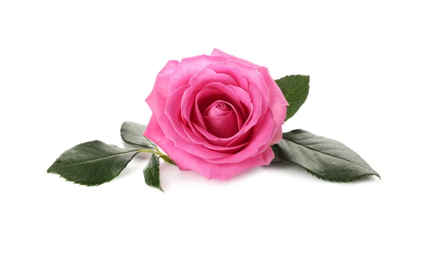 Beautiful Pink Rose White Background — Stock Photo, Image