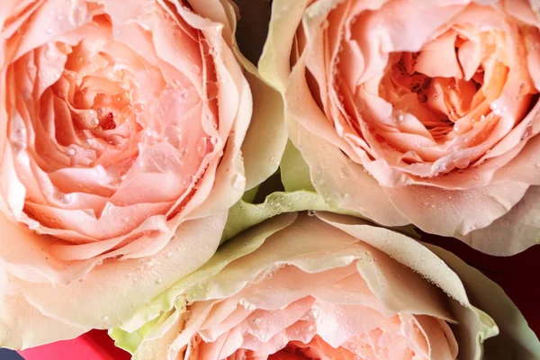 Beautiful peachy roses, closeup