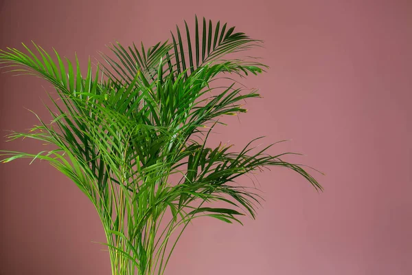 Areca Decorativa Palma Sobre Fundo Cor — Fotografia de Stock