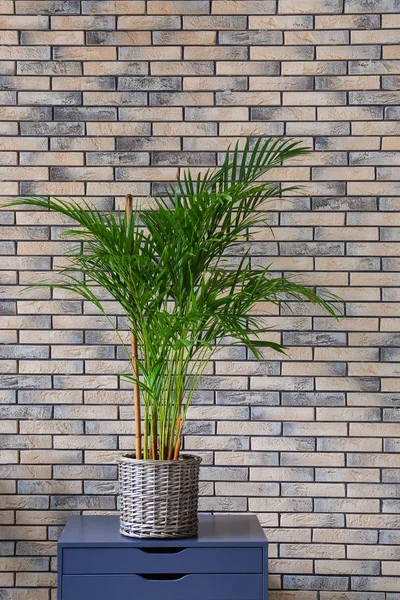 Декоративна Пальма Ареки Комоді Біля Цегляної Стіни — стокове фото