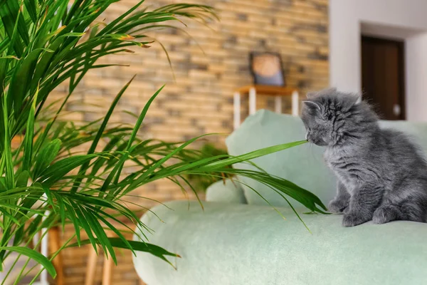 Cute Little Kitten Areca Palm Home — Stock Photo, Image