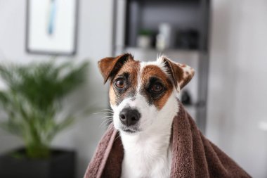 Kuaförde yıkandıktan sonra tatlı bir köpek.