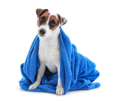 Beyaz zemin üzerine yıkama sonrası havlu ile şirin köpek