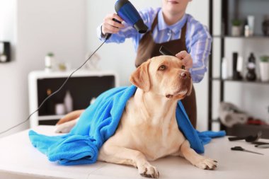 Kadın kuaför kuaförde yıkandıktan sonra köpek kılı kurutuyor.