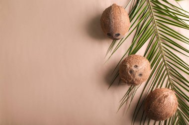 Olgunlaşmış hindistancevizi ve palmiye yaprağı renk arka plan üzerinde