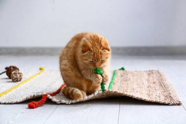 İskoç fold sevimli kedi evde oynamak