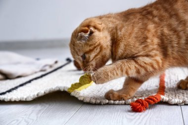 İskoç fold sevimli kedi evde oynamak