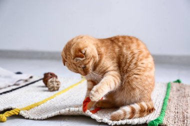 İskoç fold sevimli kedi evde oynamak