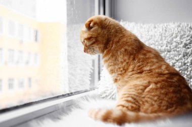 İskoç fold sevimli kedi evde pencere eşiğinde