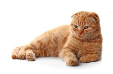 İskoç fold sevimli kedi beyaz arka plan üzerinde yalan