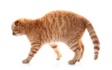İskoç fold sevimli kedi beyaz arka plan üzerinde