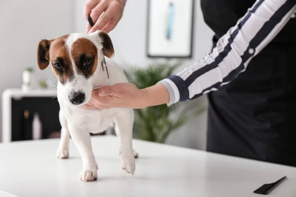 Female Groomer Taking Care Dog Hair Salon — Stock Photo, Image