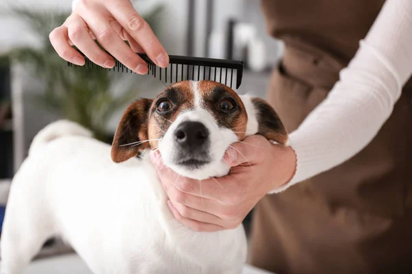 Female Groomer Taking Care Dog Hair Salon — Stock Photo, Image