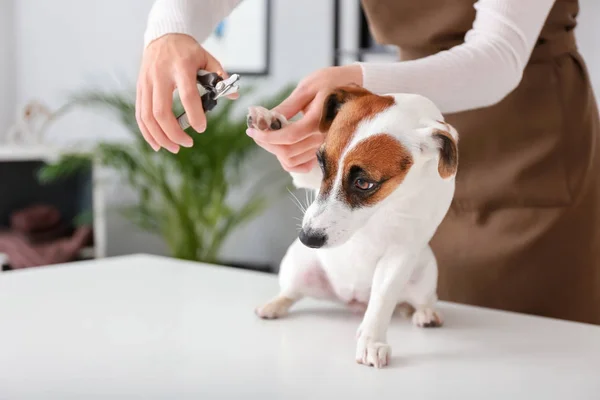 Female Groomer Cutting Dog Claws Salon — Stock Photo, Image