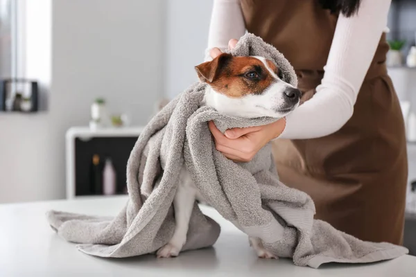 Kvinnliga Groomer Avtorking Hund Efter Tvätt Salong — Stockfoto