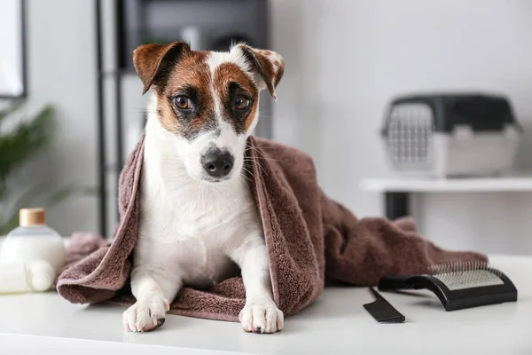 Lindo Perro Después Lavar Salón Aseo —  Fotos de Stock