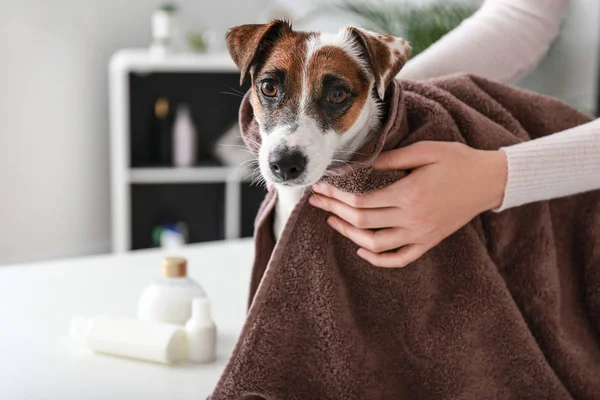 Female Groomer Wiping Dog Washing Salon — Stock Photo, Image