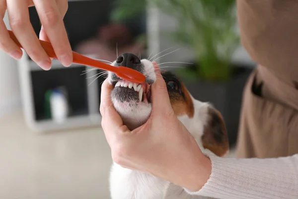 Female Groomer Brushing Dog Teeth Salon — Stock Photo, Image