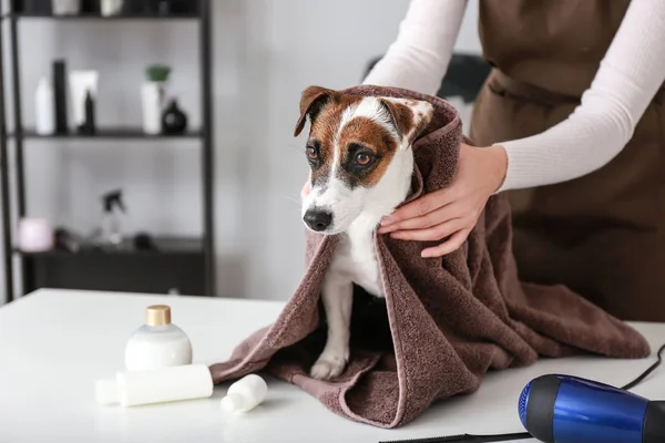 Femme Toiletteuse Essuyant Chien Après Lavage Dans Salon — Photo