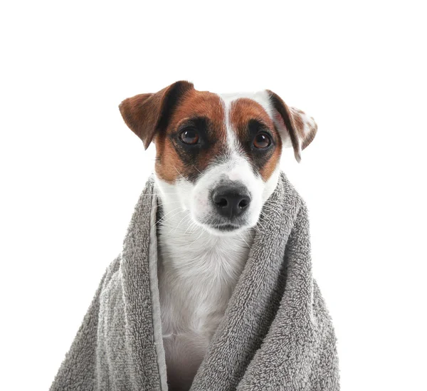 Söt Hund Med Handduk Efter Tvätt Vit Bakgrund — Stockfoto