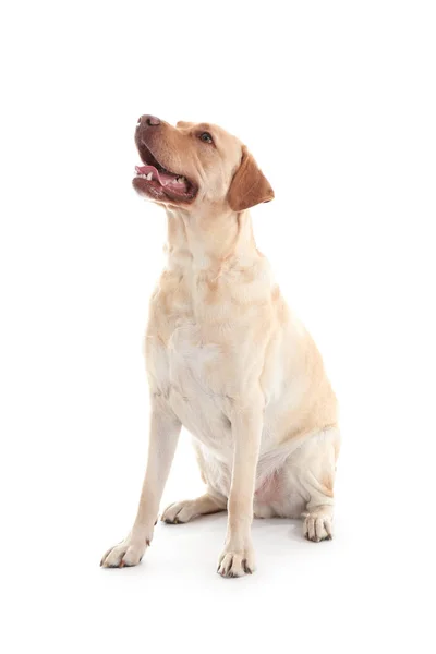 Niedlicher Labrador Retriever Hund Auf Weißem Hintergrund — Stockfoto