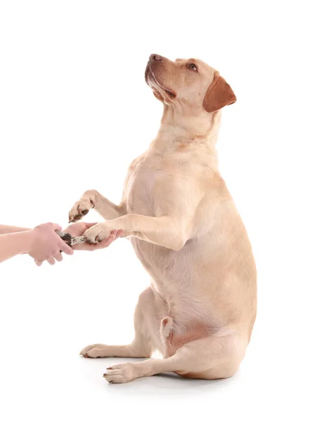 Söta Labrador Retriever Hund Ger Tass Till Ägaren Vit Bakgrund — Stockfoto