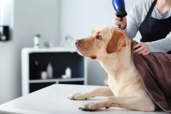 Female groomer drying dog\'s hair after washing in salon