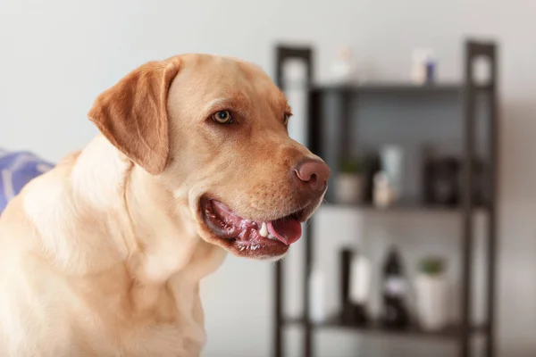 Portret Van Schattige Labrador Retriever Hond Binnenshuis — Stockfoto
