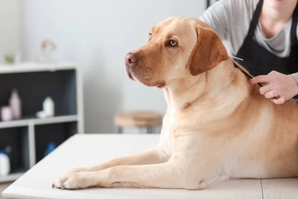 Groomer Femminile Con Cane Salone — Foto Stock