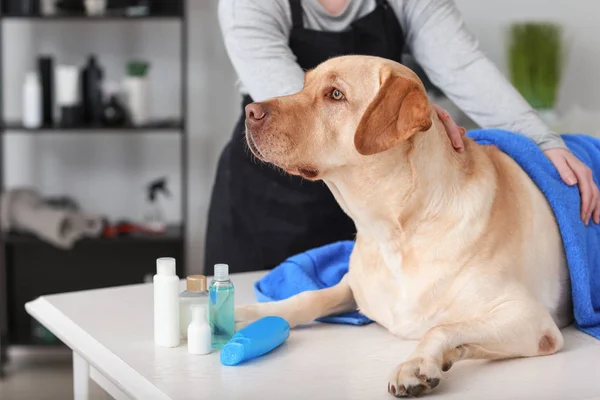 Vrouwelijke Trimmer Met Schattige Hond Het Wassen Salon — Stockfoto