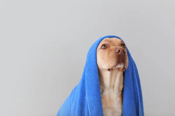 Ładny Pies Ręcznikiem Praniu Jasnym Tle — Zdjęcie stockowe