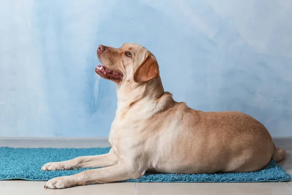 Sød Labrador Retriever Liggende Håndklæde Nær Farvevæg - Stock-foto