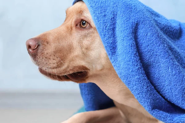 色の背景上洗浄後タオルでかわいい犬 — ストック写真