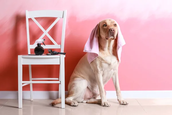 Cute Dog Set Grooming Color Wall — Stock Photo, Image