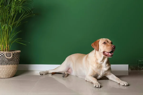 Cute Labrador Retriever Liggen Buurt Van Kleur Muur — Stockfoto