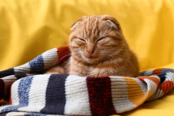 Carino Scozzese Piega Gatto Dormire Plaid — Foto Stock