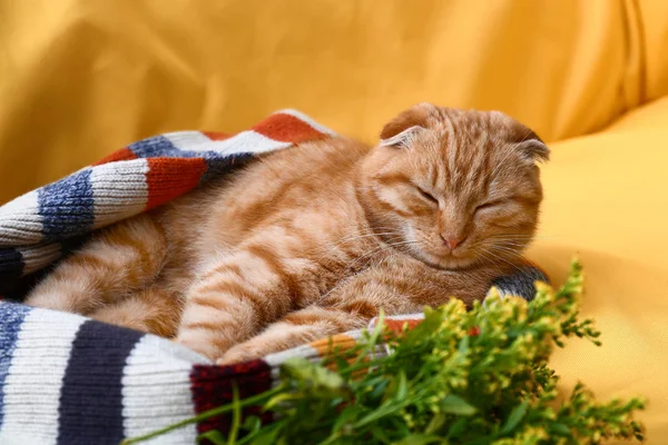 Χαριτωμένο Scottish Διπλώνετε Γάτα Που Κοιμάται Στον Καναπέ — Φωτογραφία Αρχείου
