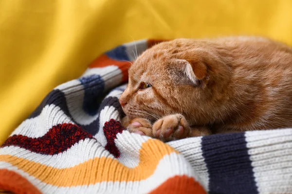 Söt Scottish Fold Katt Liggande Pläd — Stockfoto